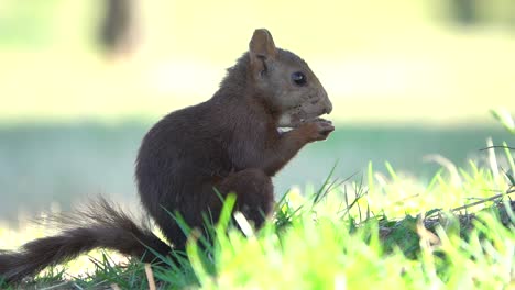 Squirrel-quietly-eating-a-pineapple,-in-the-shade-of-a-tree-on-a-golf-course,-slow-motion