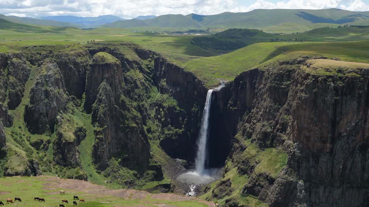 el ganado pasta en pastos verdes cerca de las cataratas maletsunyane, lesotho áfrica