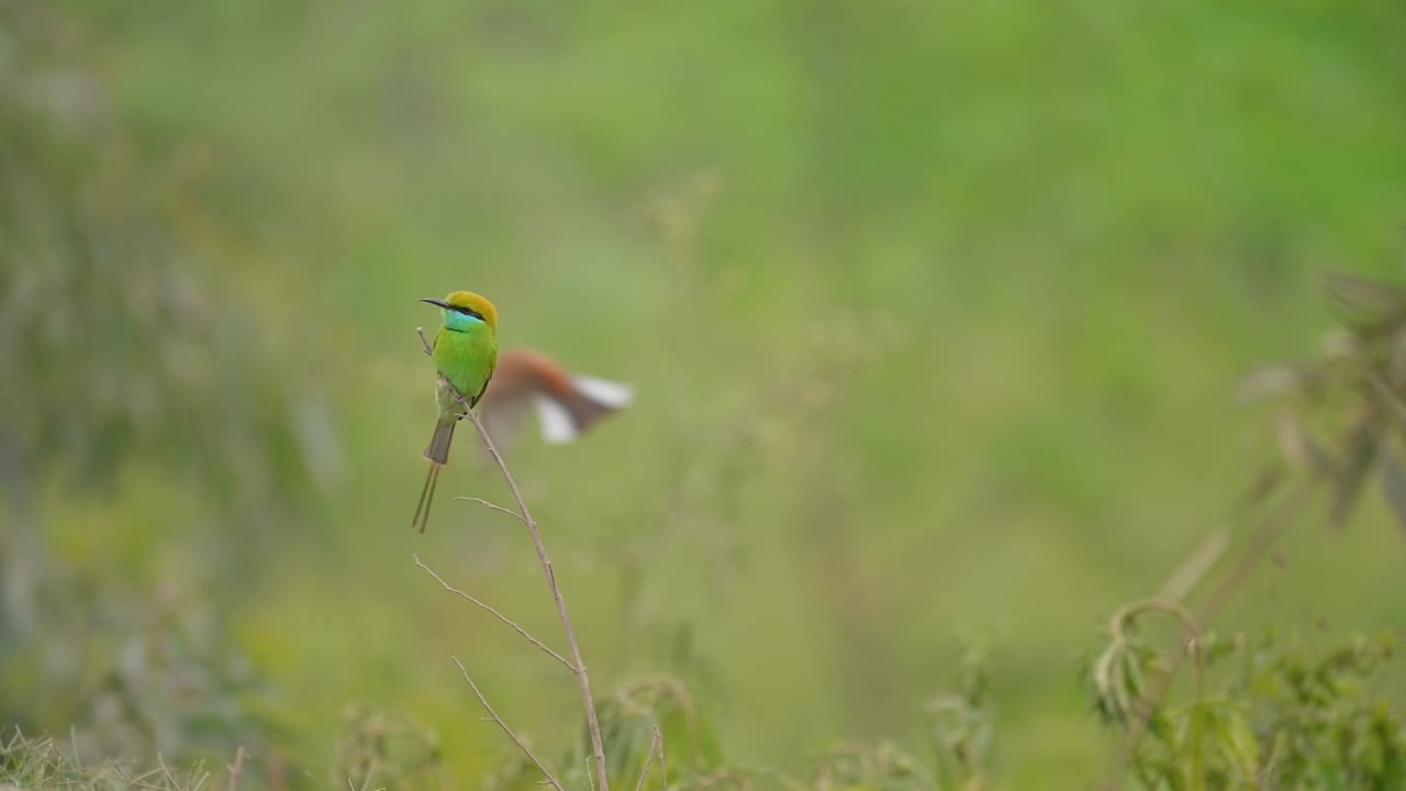 나뭇가지에 앉아 있는 작은 녹색 꿀벌 먹는 사람