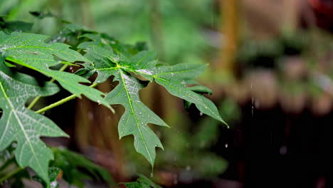 lluvia cayendo sobre la hoja de la planta verde