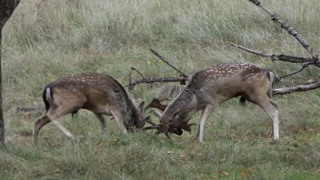 fighting fallow deer in the rutting season up close