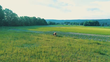 aerial shot of a calf or a small cow standing on the green grassy field in the countryside. 4k.