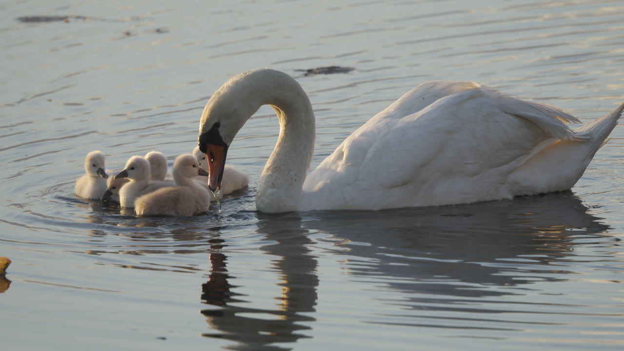 Slow-motion video of swan parents with their tiny baby cygnets at dawn in early spring.
