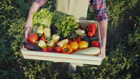 el agricultor sostiene una caja de madera con un conjunto de varios vegetales, agricultura orgánica y productos agrícolas