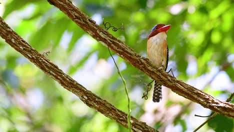 Ein-Baum-Eisvogel-Und-Einer-Der-Schönsten-Vögel-Thailands-In-Den-Tropischen-Regenwäldern