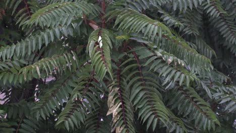 close up of rain falling on tree with long, narrow leafs