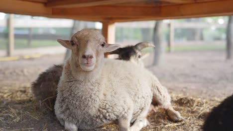 Adorable-little-white-sheep-resting-under-wooden-stable-with-others,-pull-out