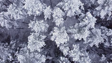 seasonal pine fir forests covered with snow and frost aerial view overcast day