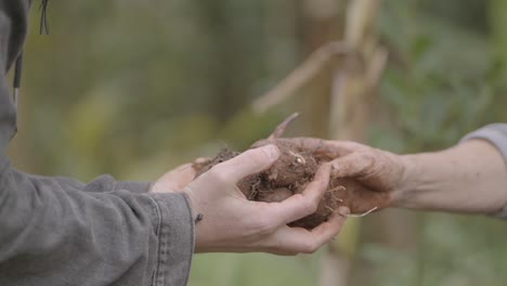 shot of two local agriculture farmers dressed in grey shirts while they exchange with their hands some yam potatoes covered in soil