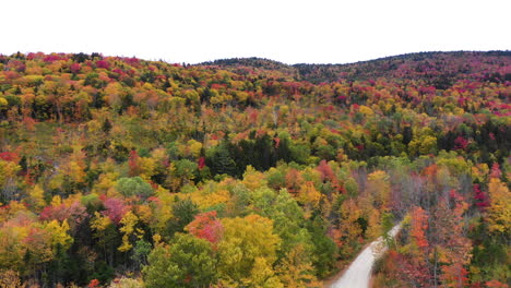 aerial fly over drone footage over top of autumn trees with road intersecting forest foliage revealing rich fall colors in red, orange and green in maine, usa