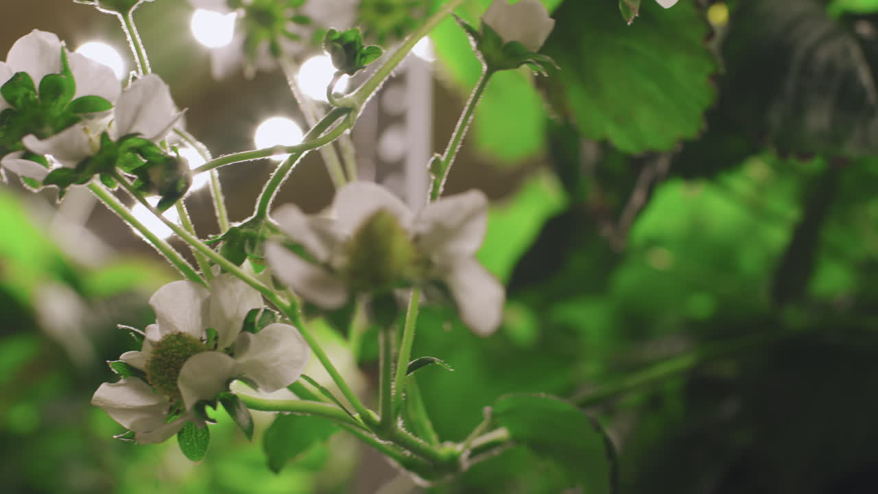 Close-up of Strawberry Flowers