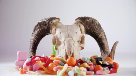 cráneo de animal y varios dulces contra un fondo blanco 4k