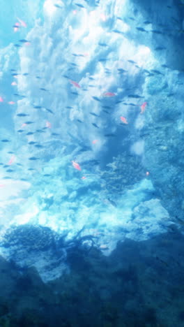 underwater coral reef with fish