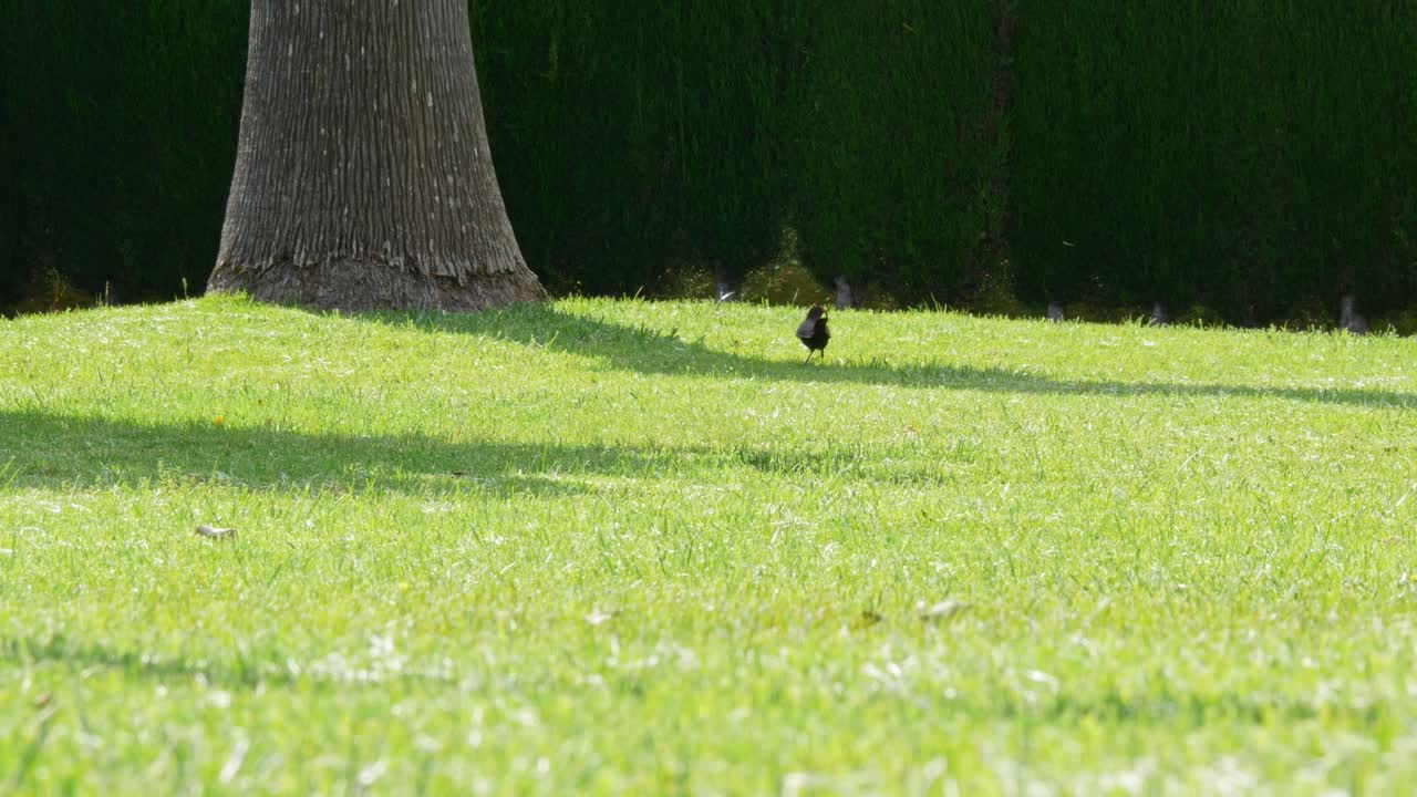풀밭에서 먹이를 찾는 블랙버드