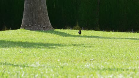 mirlo buscando comida en la hierba