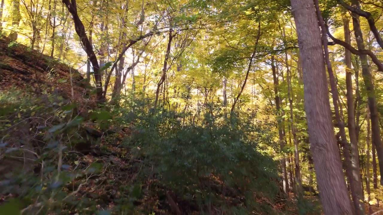 Ripresa aerea con drone che vola attraverso una foresta autunnale colorata, con fogliame giallo e arancione, in una giornata di sole.