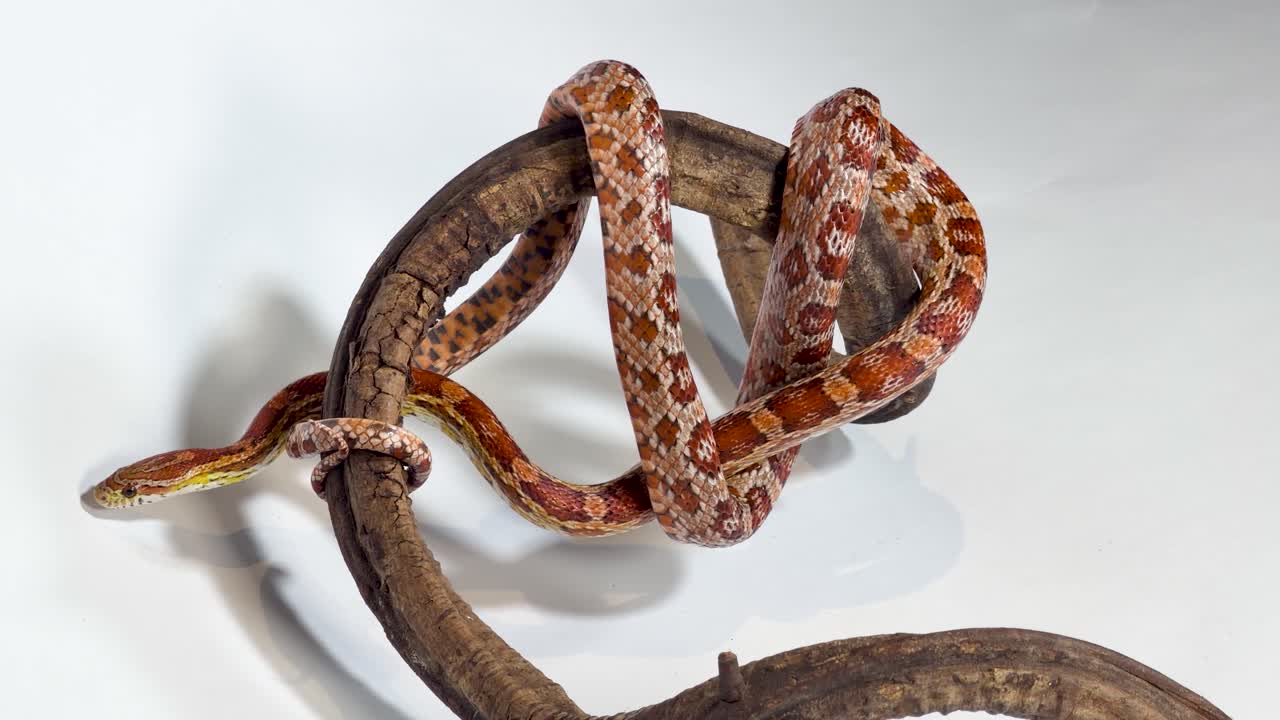 Un vivace serpente del grano arancione striscia lentamente e si avvolge intorno a un ramo di legno curvo
