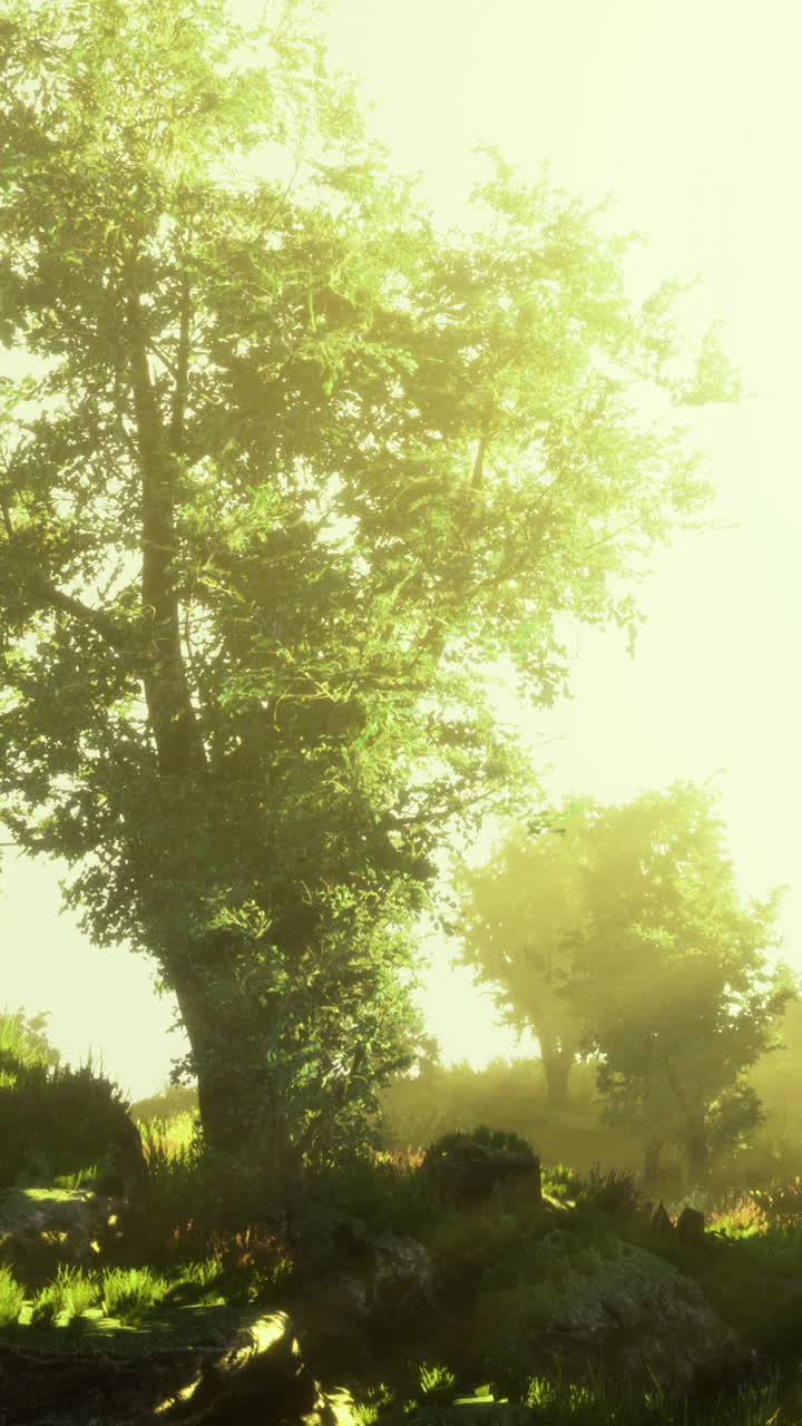 Sunlight filters through trees in a serene forest landscape at dawn