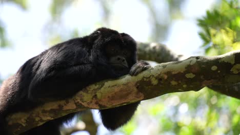 mono aullador en la jungla sentado en los árboles