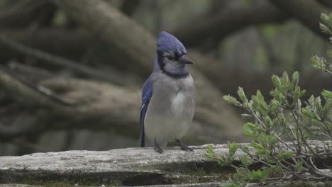 closeup portrait of a canadian blue jay, bird sitting in slow motion