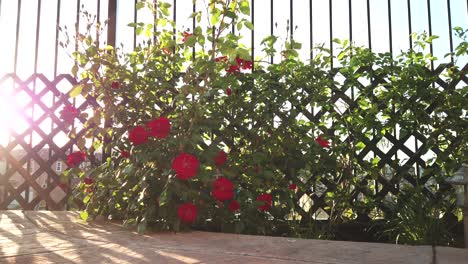 Rote-Rosen-Auf-Einem-Holzzaun,-Kamerafahrt,-An-Einem-Sonnigen-Tag,-In-Los-Angeles,-Kalifornien,-USA