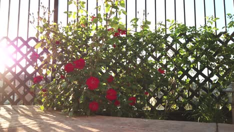 red roses on a wooden fence, tracking shot, on a sunny day, in los angeles, california, usa