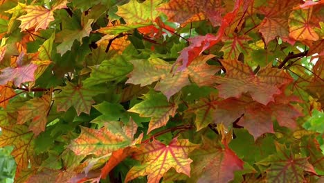 Algunas-Hojas-De-árbol-Secas-Y-Marrones-Colgando-De-Su-Rama-Esperando-La-Temporada-De-Otoño