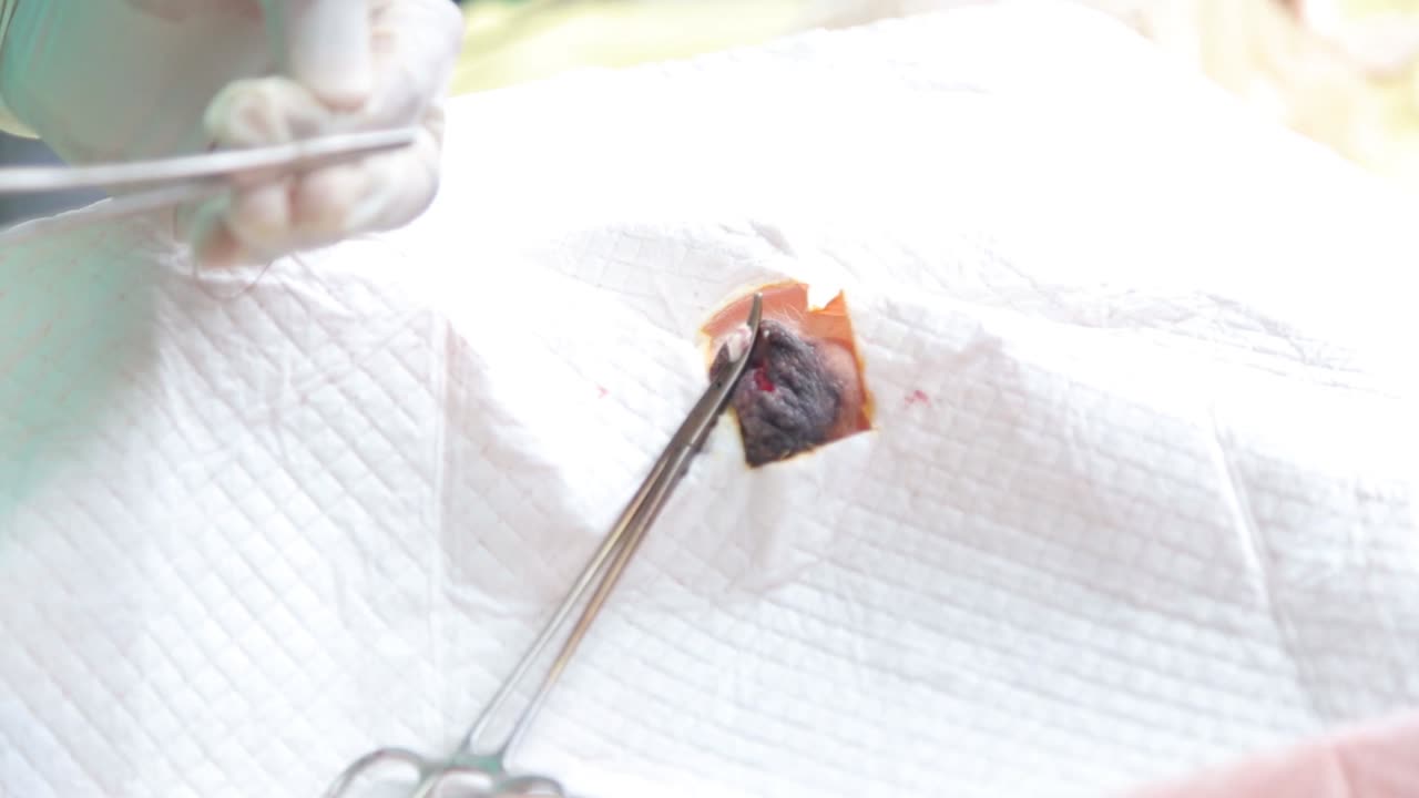 un perro en un procedimiento de castración