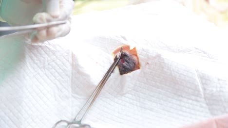 a dog in a castration procedure
