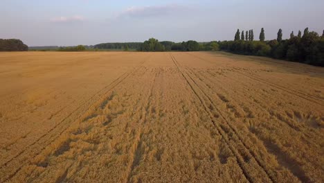 flight over trampled wheat field