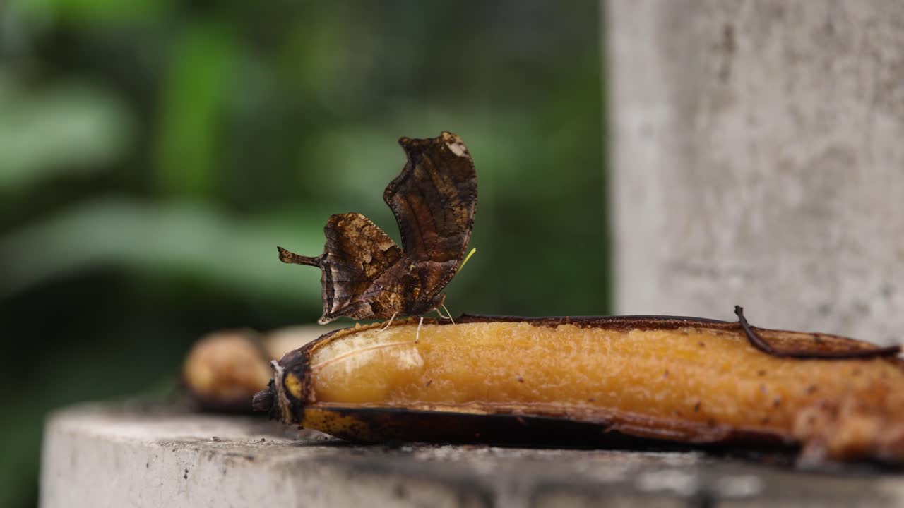 Tiger Leafwing Butterfly resting on a rotten banana