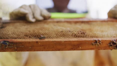 Caucasian-male-beekeeper-in-protective-clothing-inspecting-honeycomb-frame-from-a-beehive