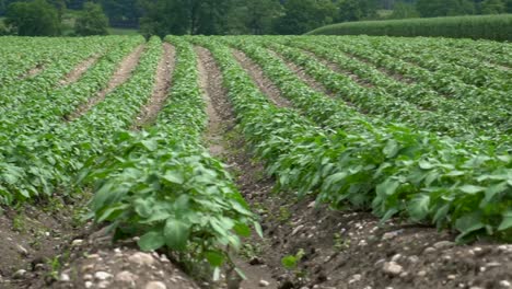 toma panorámica que muestra una gran plantación agrícola con hortalizas plantadas