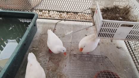 white ducks in a cage