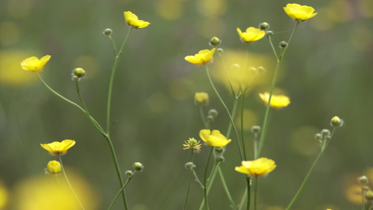 ranúnculos amarillos con flores de primavera en un antiguo prado, worcestershire, inglaterra