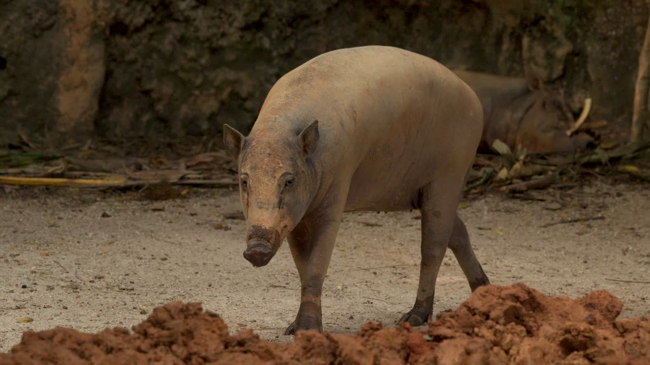 Ein Babirusa läuft im Profil bei natürlichem Licht durch ein felsiges, schlammiges Gehege