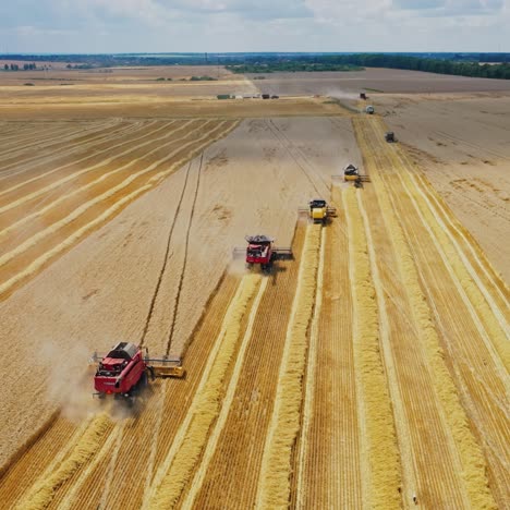 harvesting of wheat. a combine harvester and a tractor drive through the wheat field. aerial view