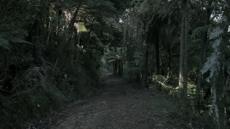 moviéndose lentamente a través del bosque