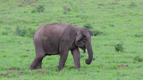 亞洲大象 (asian elephant) 是一個臨滅絕的物種,它們也生活在泰國