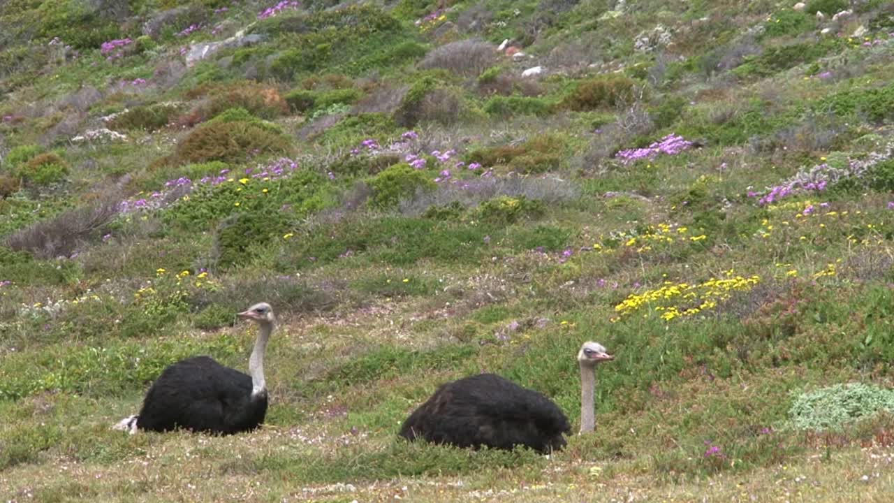dos avestruces machos descansando uno detrás del otro en un paisaje verde de fynbos con algunas flores