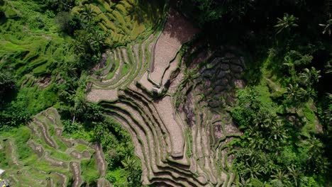 Terrazas-De-Arrozales-En-Bali,-Indonesia---Antena-Arriba-Hacia-Abajo