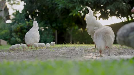 white chickens with breeding eating from the ground