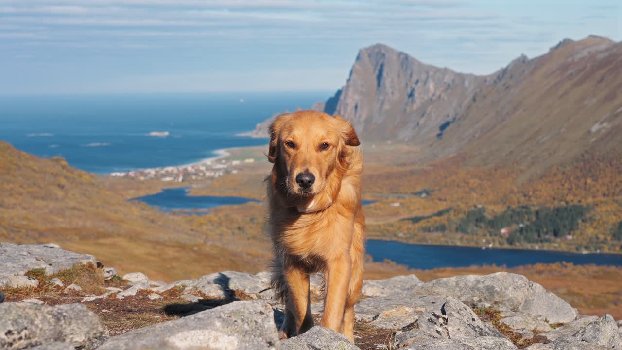 Golden retriever walking in beautiful mountain landscape near Måtinden, Norway