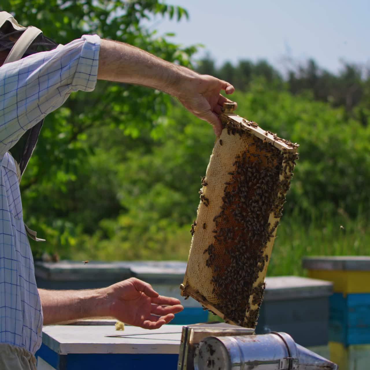 Apiarist pulls the honey comb frame out of hive with bare hands. Beekeeper looks at the heavy frame full of bees on it. Apiary against nature background
