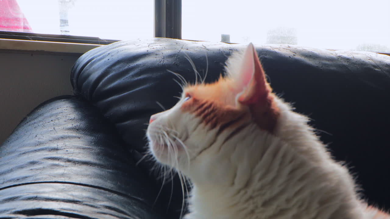 주황색과 흰색 고양이 풀다운 지브