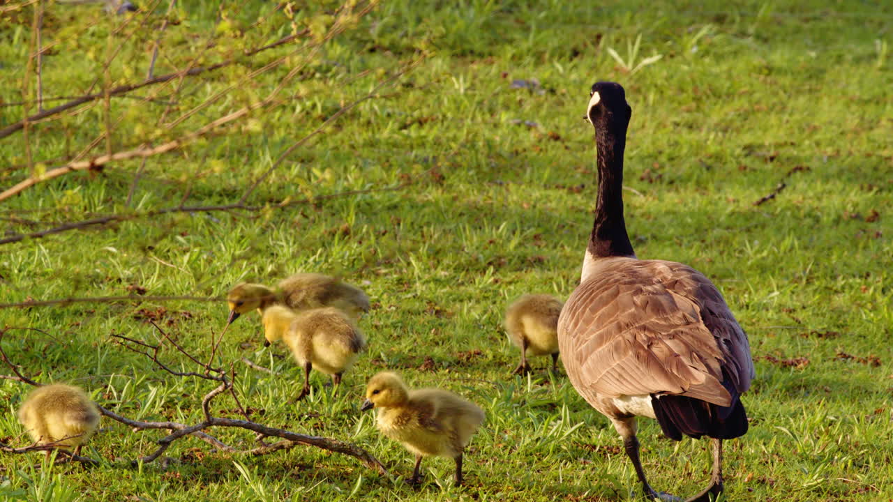 The innocence of new life—goslings take first steps and swims in slow-mo.