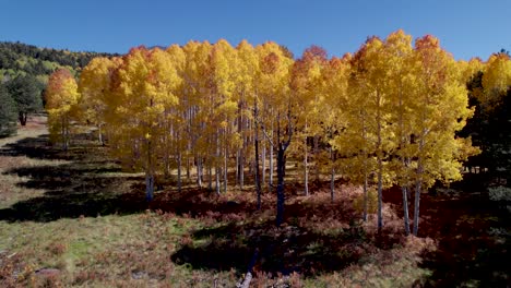 hermosos árboles de áspero en colores de otoño