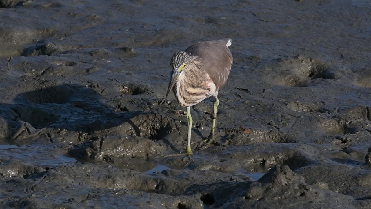 una de las garzas de estanque encontradas en tailandia que muestran diferentes plumajes según la temporada