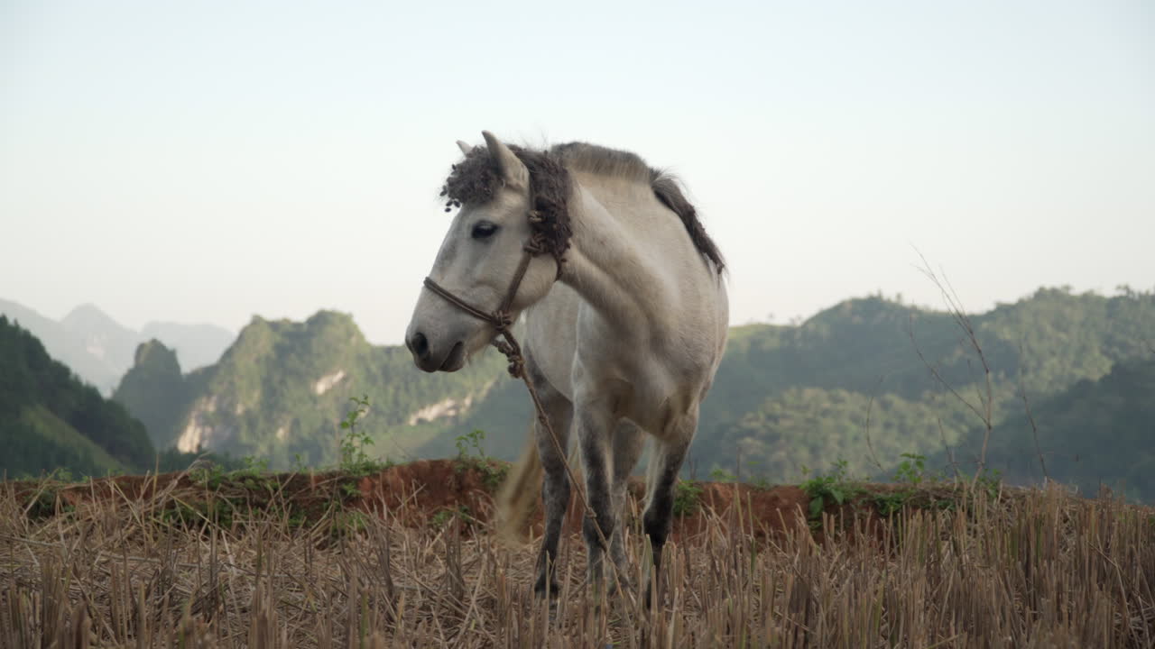 close up of horse grazing dry grass in a valley, Vietnam