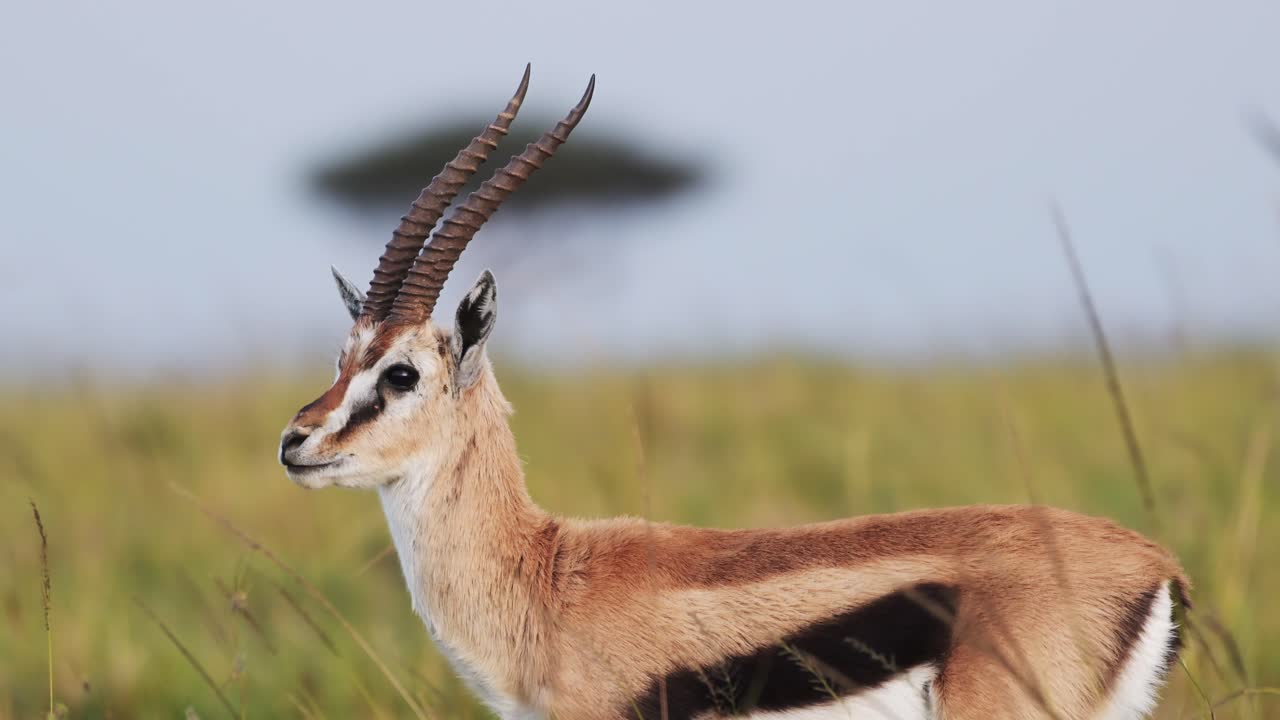 disparo en cámara lenta de una gacela en la hierba alta soplando en el viento en la sabana con un árbol de acacia en el fondo, vida silvestre africana en maasai mara, kenia, áfrica animales de safari en maasai mara